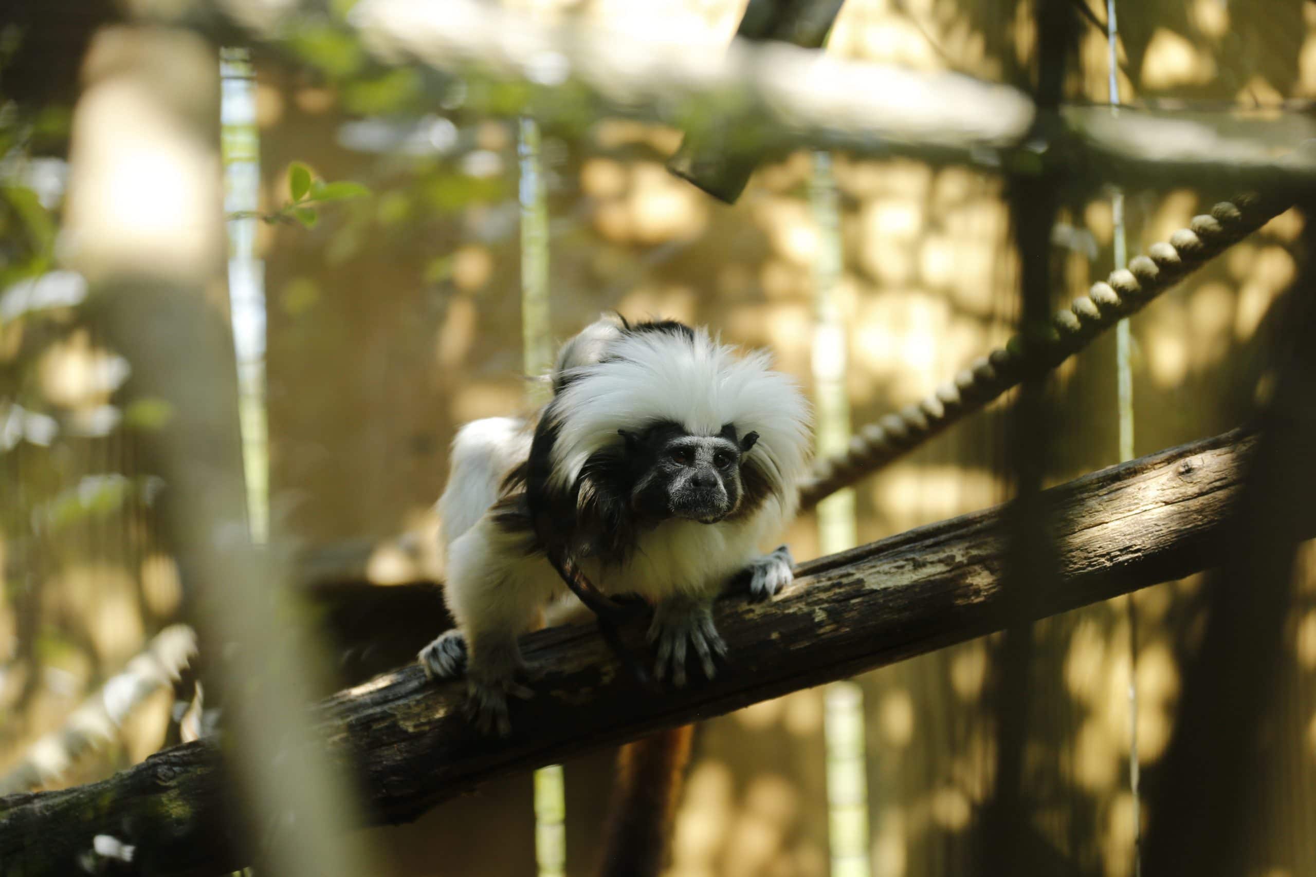 Tamarin pinche : taille, description, biotope, habitat, reproduction